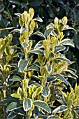 EUONYMUS BRAVO