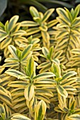 HEBE GOLD BEAUTY (FOLIAGE)