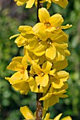 FORSYTHIA GOLDRAUSCH (GOLD RUSH)