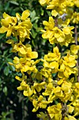 FORSYTHIA GOLDRAUSCH (GOLD RUSH)