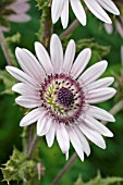 BERKHEYA SILVER SPIRE