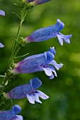 PENSTEMON HETEROPHYLLUS BLUE SPRINGS