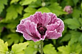 PAPAVER ORIENTALE BROOKLYN