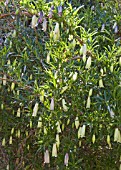 BILLARDIERA LONGIFLORA