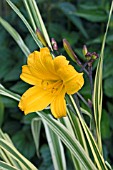 HEMEROCALLIS GOLDEN ZEBRA