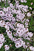 VERBENA RIGIDA LILAC HAZE