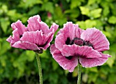 PAPAVER ORIENTALE MANHATTAN