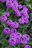 VERBENA RIGIDA