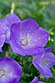 CAMPANULA CARPATICA BLUE CLIPS