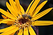 LIGULARIA BRIT MARIE CRAWFORD WITH HONEY BEE