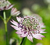 ASTRANTIA FLORENCE