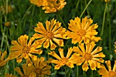 COREOPSIS JETHRO TULL