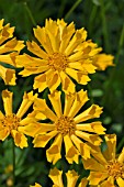 COREOPSIS JETHRO TULL