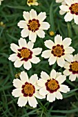 COREOPSIS SNOWBERRY