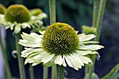 ECHINACEA GREEN JEWEL