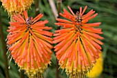 KNIFOPHIA JACKIES VARIETY