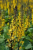 LIGULARIA LITTLE ROCKET