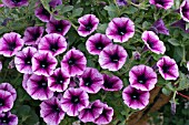 PETUNIA PETITUNIA HAPPY DREAM