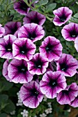 PETUNIA PETITUNIA HAPPY DREAM