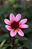 DAHLIA PRETTY WOMAN (DARK LEAVED)