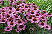 ECHINACEA PROFUSION