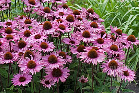 ECHINACEA_PROFUSION