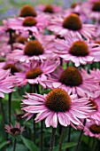 ECHINACEA PROFUSION