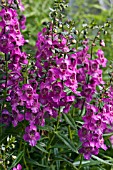 ANGELONIA SERENA DARK ROSE