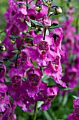 ANGELONIA SERENA DARK ROSE