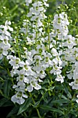 ANGELONIA SERENA WHITE