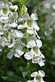 ANGELONIA SERENA WHITE