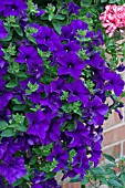 PETUNIA SURFINIA BLUE