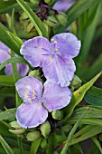 TRADESCANTIA CHARLOTTE