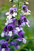 ANGELONIA ANGELMIST LAVENDER BICOLOUR