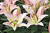LILIUM BALMARO