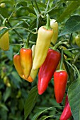 CAPSICUM CALDERO (CHILLI)