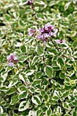 ORIGANUM COUNTRY CREAM IN FLOWER