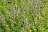 THYMUS LEMON IN FLOWER