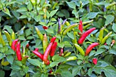 CAPSICUM SUPER CHILLI (CHILLI)