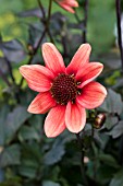 DAHLIA DRAGON BALL (DARK LEAVED)