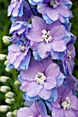 DELPHINIUM GUARDIAN LAVENDER F1 (CLOSE UP)