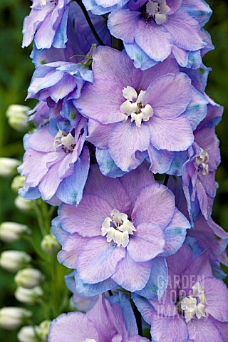 DELPHINIUM_GUARDIAN_LAVENDER_F1_CLOSE_UP