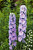 DELPHINIUM GUARDIAN LAVENDER F1