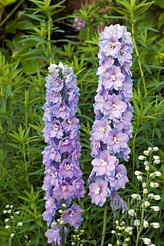 DELPHINIUM_GUARDIAN_LAVENDER_F1