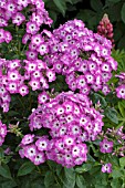 PHLOX PURPLE EYE FLAME