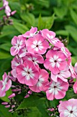 PHLOX PINK EYE FLAME