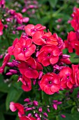 PHLOX RED FLAME