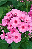 PHLOX RED EYE FLAME