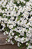 BACOPA (SUTERA) ABUNDA GREAT WHITE