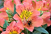ALSTROEMERIA PRINCESS ISABELLA WITH BUMBLE BEE